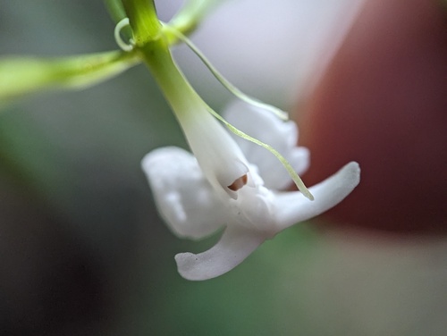 Epidendrum englerioides Hágsater, Uribe Vélez & Cisneros 2