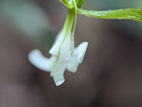 Epidendrum englerioides Hágsater, Uribe Vélez & Cisneros 3