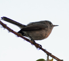 Polioptila caerulea
