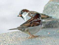 Passer domesticus
