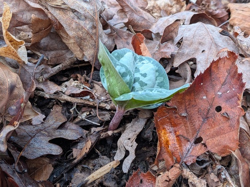 Trillium decumbens, photograph 6