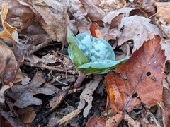 Trillium decumbens, photograph author not stated, no rights reserved