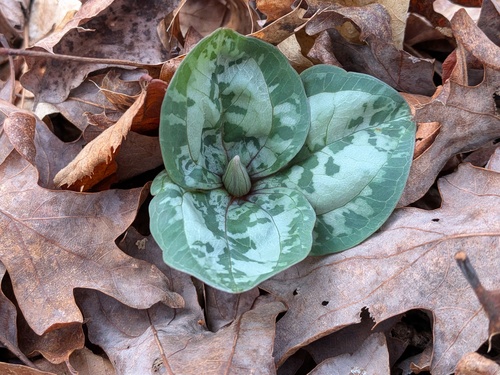 Trillium decumbens, photograph 5