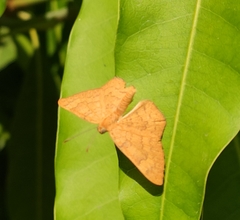 Emesis vulpina