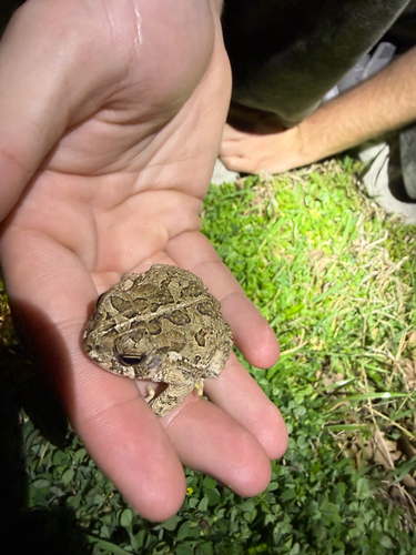 Woodhouse's Toad observed by aidenwestfall