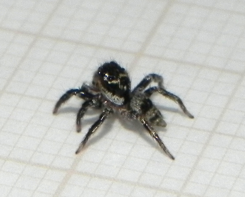 Corythalia conferta