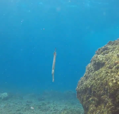 Aulostomus strigosus