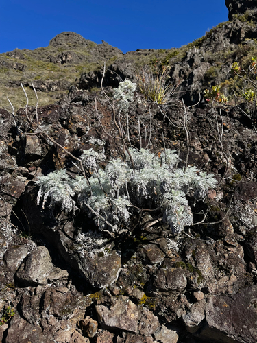 Artemisia mauiensis observed 2026-02-17
