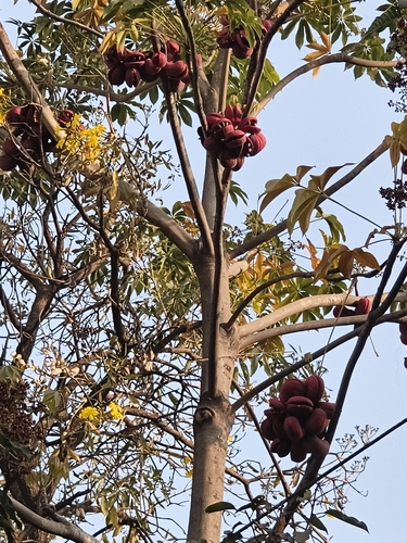 Sterculia foetida