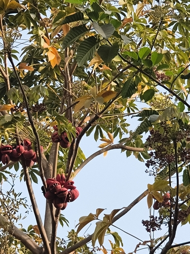 Sterculia foetida