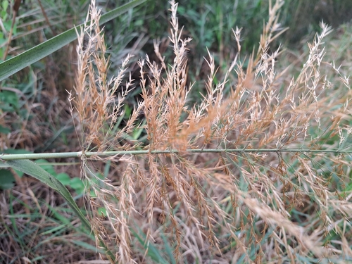 Tall Reed
