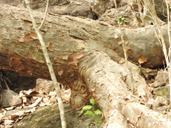 Pseudobombax palmeri