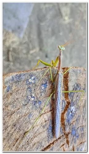Small-winged Gay's Mantis
