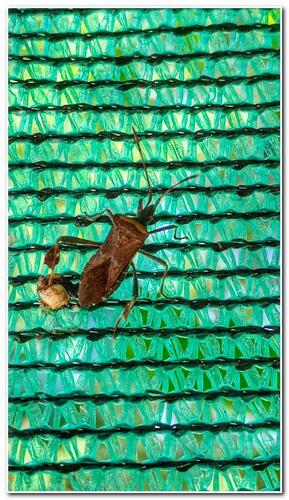 Brown Chilean Leaf-footed Bug