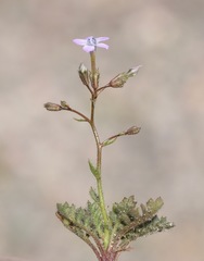 Gilia scopulorum