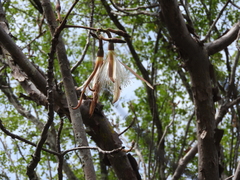 Pseudobombax palmeri