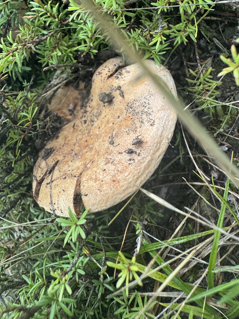 Lactifluus clarkeae · February 2026 · photo: © iandickie (iNaturalist, cc-by)