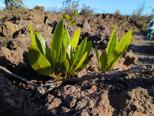 Dodonaea viscosa observed 2026-02-17