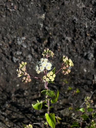Ageratina adenophora observed 2026-02-17