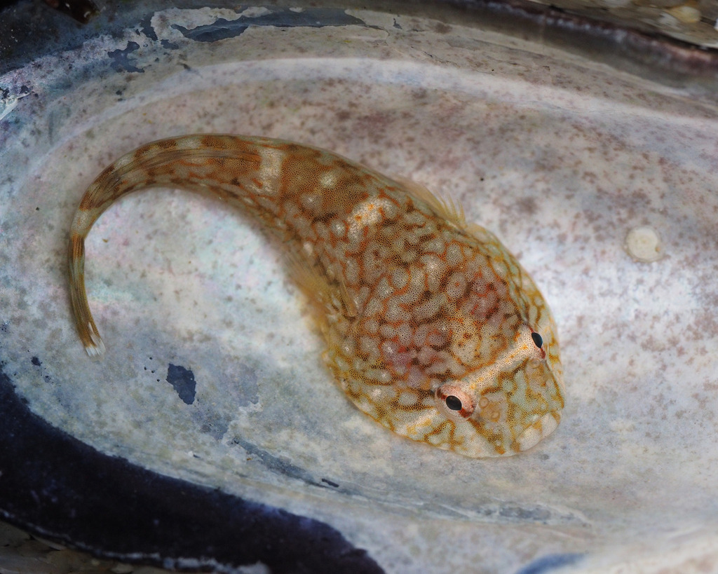 Common cling-fish (Gobiesox maeandricus) — Gobiesocidae