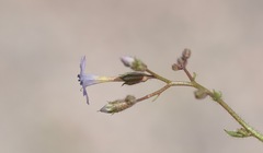 Gilia scopulorum