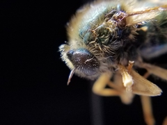 Eulonchus sapphirinus