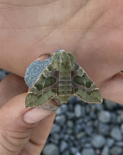 Pacific Green Sphinx photo 5