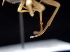 Eulonchus sapphirinus