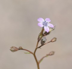 Gilia scopulorum