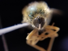 Eulonchus sapphirinus