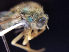 Eulonchus sapphirinus