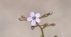 Gilia scopulorum