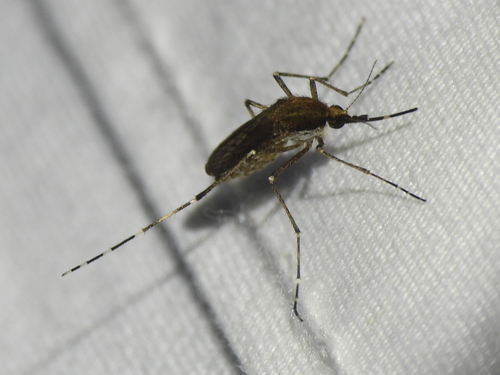 Unknown species found near Galveston, TX, USA