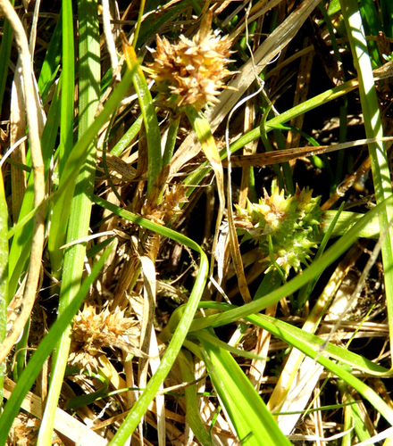 Carex flaviformis (Carex flaviformis)