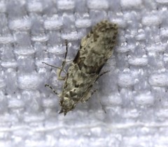 Hypatima simulacrella