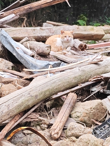 Domestic Cat