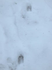 Odocoileus virginianus borealis