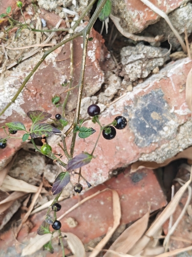 American black nightshade