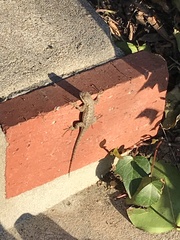 Sceloporus occidentalis