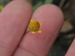Acmella uliginosa, photograph (c) jimmy, some rights reserved (CC BY)