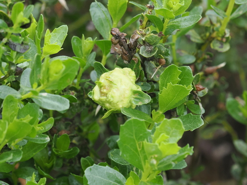 Unknown species found near Santa Cruz County, CA, USA