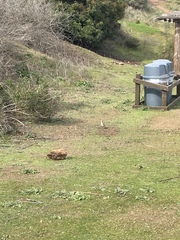 Oreoscoptes montanus