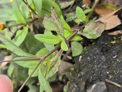 Acmella uliginosa, photograph (c) jimmy, some rights reserved (CC BY)