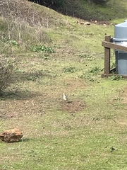 Oreoscoptes montanus