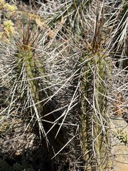 (c) Cody Hinchliff, some rights reserved (CC BY) Eulychnia castanea, photograph (c) Cody Hinchliff, some rights reserved (CC BY)