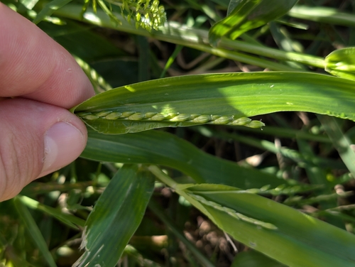 Alexander grass (Urochloa plantaginea)