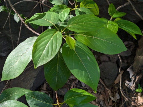 Kauila (Colubrina oppositifolia)
