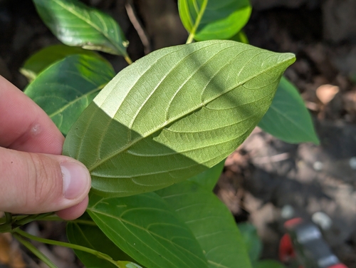 Colubrina oppositifolia, photograph 3