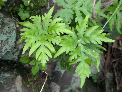 Doryopteris decipiens observed 2026-02-17