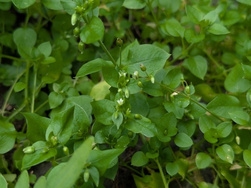 Stellaria media observed 2026-02-17